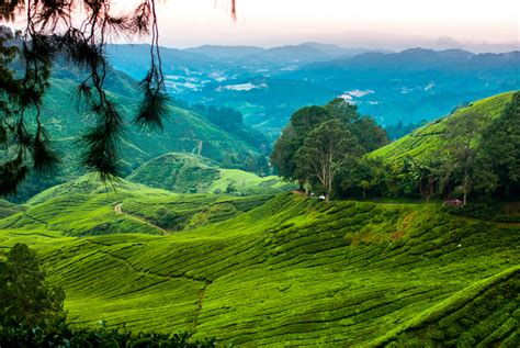 The attractions in cameron highlands have not changed a great deal since the time when impeccably dressed british civil servants escaped there to grow looking for a cool escape in steamy malaysia, here are the best things to do in cameron highlands. Top Things to do in Ipoh - Family Travel Blog - Travel ...