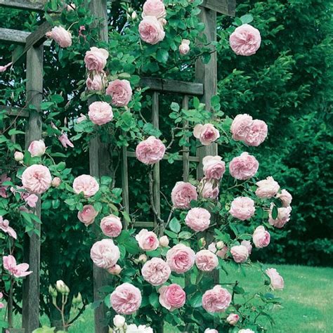 Rose Pierre De Ronsard Standard Flower Power