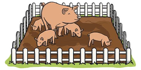 Pigs In Animal Pen Pig Piglets Farm Mud Fence Animals Ks1 Illustration