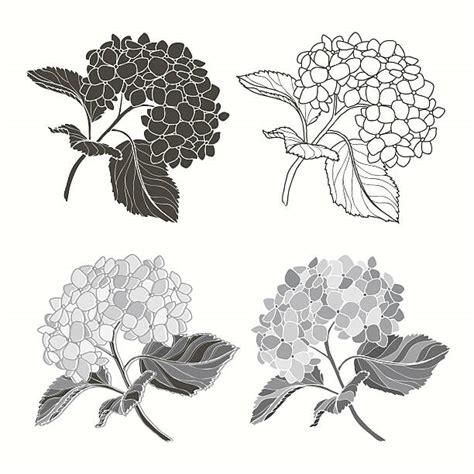Hydrangea Clip Art Vector Images And Illustrations Istock