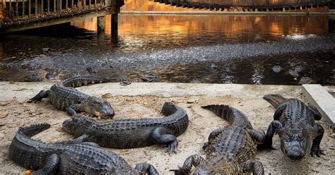 Alligators 11 Places In Southwest Florida Where Youre Guaranteed To