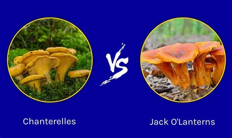 Chanterelles Vs Jack Olantern Mushrooms Az Animals