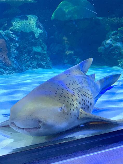 Virginia Aquarium Intimate Encounters Kids Will Love