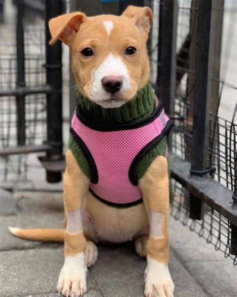 Rescue Dogs Rock Nyc On Instagram Meet Dharma Dharma Is A Pitlab