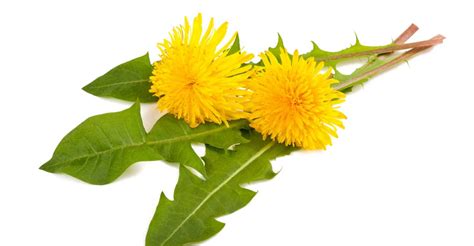 13 Surprising Benefits Of Dandelion Natural Food Series