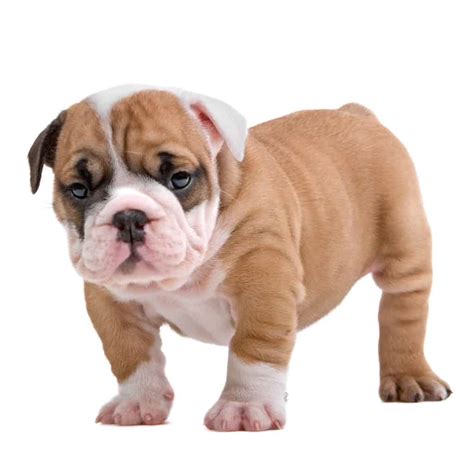 This dog food is stuffed with real salmon for a lean muscle mass. 🦴 Best Food for English Bulldog Puppy in 2021 🦴 GoodPuppyFood