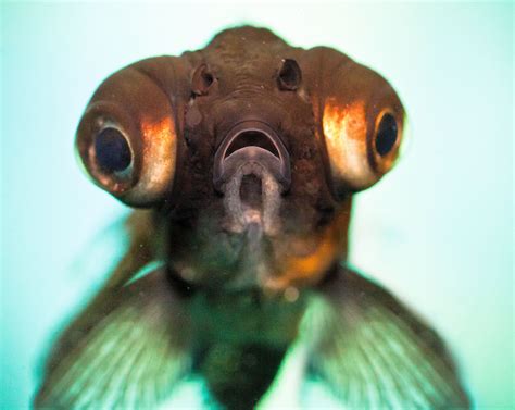 Managing Pop Eye In Aquarium Fish