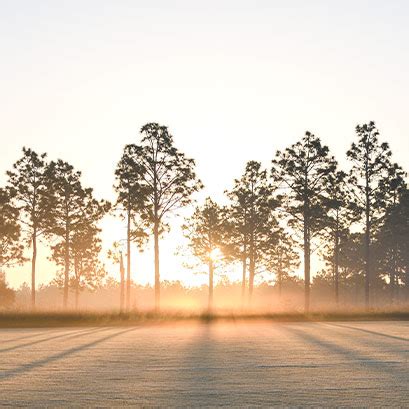 Emerald Zoysia Sodmasters Landscape Center