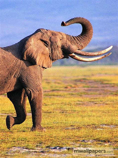 20 Elephant 2019 Hd Photoswallpapers Download