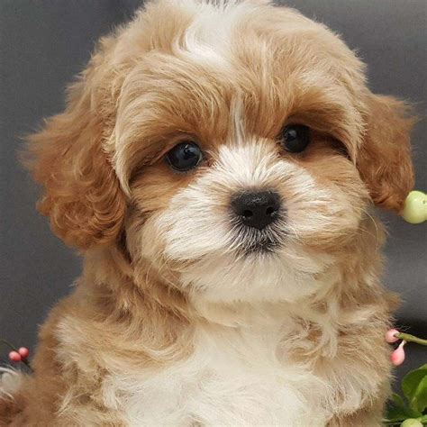 Visit Our Cavapoo Puppies For Sale Near West Palm Beach Florida
