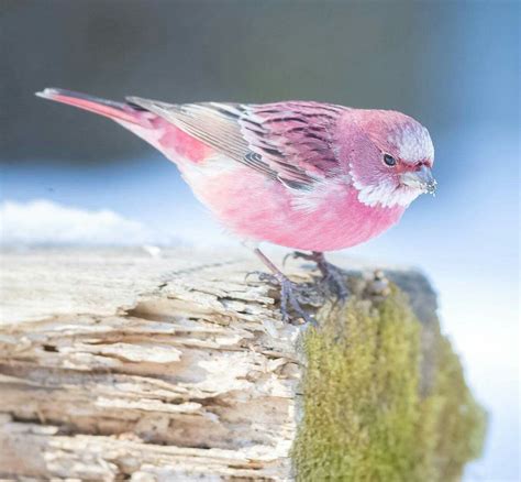 This Pink Bird Is Called The Rose Finch And It Looks Like Cotton Candy