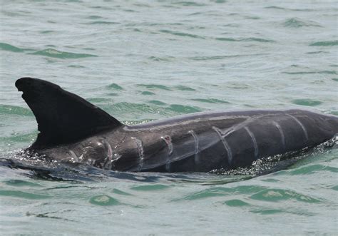 Dolphin Safe Boating Sarasota Dolphin Research Program