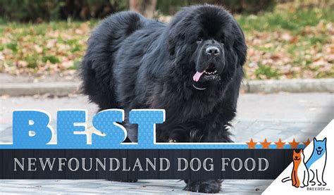 Puppy dog food meets their needs as quickly developing youngsters. 6 Best Newfoundland Dog Foods Plus Top Brands for Puppies ...