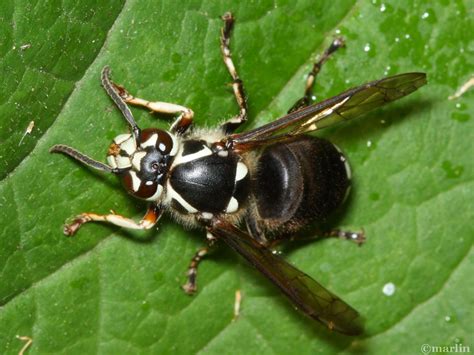 Bald Faced Hornet North American Insects And Spiders