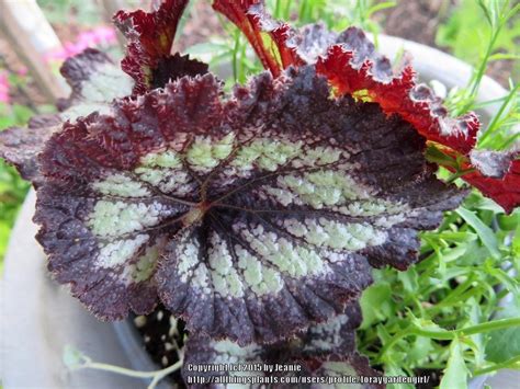 Rex Begonia Begonia Jurassic Silver Swirl In The Begonias Database