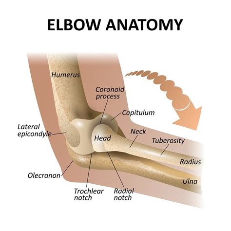 Diagnosis And Treatment Of Tennis Elbow In Alabama Southlake Orthopaedics