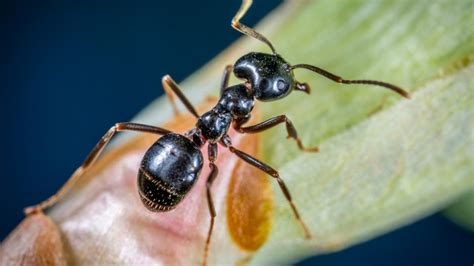 How To Get Rid Of Black Ants A Complete Guide Pest Samurai