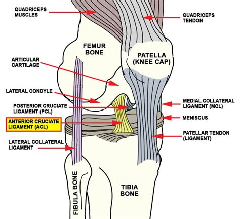 Anterior Cruciate Ligament Acl Injuries Advanced Orthopedic