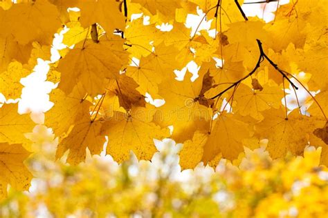 Falling Autumn Maple Leaves Natural Background Colorful Foliage Stock