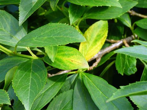 Forsythia Leaf Problems: What To Do For A Forsythia With ...