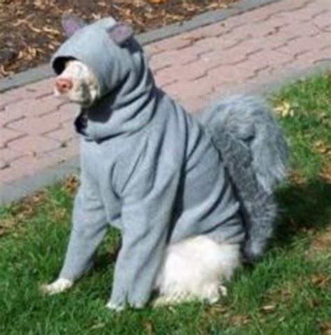 Top 10 Very Nutty Dogs Dressed As Squirrels Pet Birds Dog Costumes
