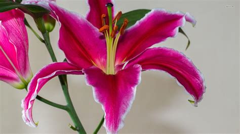 Pink And White Lilies Wallpapers Wallpaper Cave