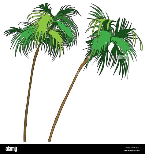 Two Coconut Palm Trees Stock Vector Image And Art Alamy