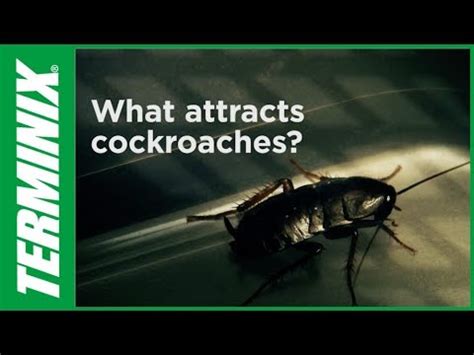 Even spotlessly clean houses can attract cockroaches. Protect Home From Pests - What Attracts Cockroaches ...