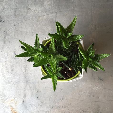 Learn how to spawn the ark item cactus sap. Succulents—The Trend I Almost Missed - Midwest Home