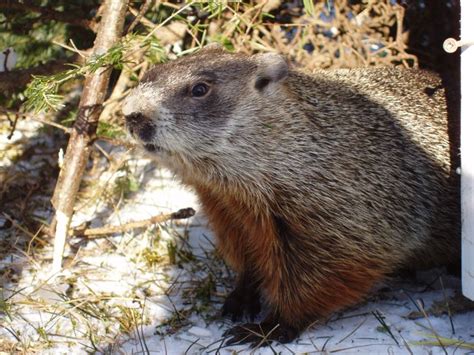 27 Best Images About Nova Scotia Wildlife On Pinterest