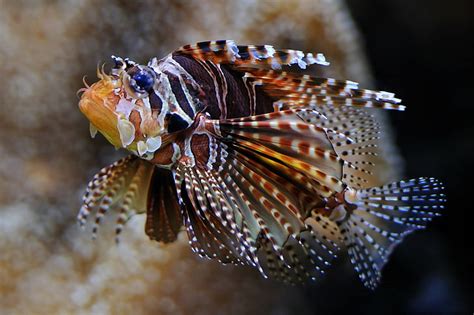 Animals Fish Sea Life Tropical Fish Underwater Hd Wallpaper
