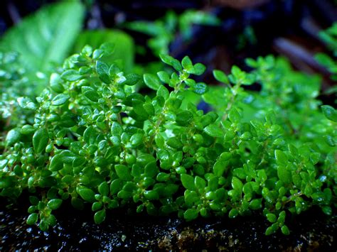 Maybe you would like to learn more about one of these? Pilea : planter et entretenir - Ooreka