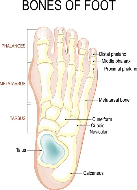 Parts Of The Foot Bones Hot Sex Picture