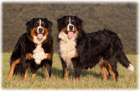 Bernese Mountain Dog Read About Characteristics