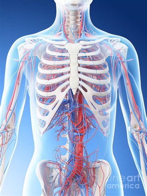 Vascular System Of The Upper Body Photograph By Sebastian Kaulitzki