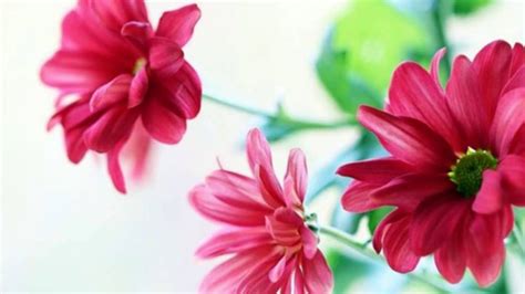 Beautiful Red Flowers Desktop Backgrounds 2560x1600