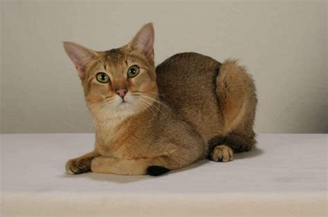 Chausie Cat Info History Personality Kittens Diet Pictures