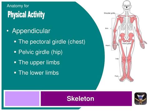 Ppt Starting Points Anatomical Position Directional Terms Planes Of