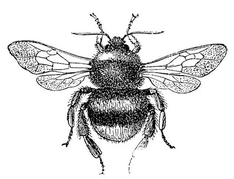 310 Black And White Bumble Bee Stock Illustrations Royalty Free