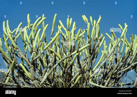 Sausage Plant Euphorbia Leucodendron Ssp Oncoclada Endemic Succulant