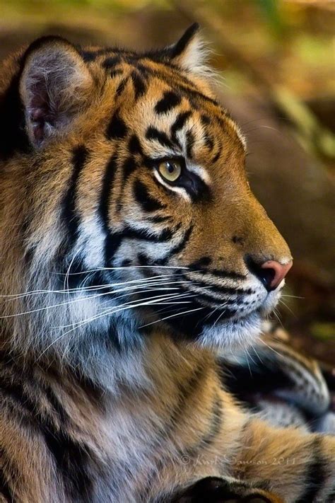 Sumatran Tiger Portrait By Karldawson On Deviantart 아름다운 고양이 동물과 애완