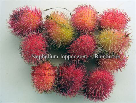 Along these lines, every vegetable including courgette is dangerously recalcitrant. NEPHELIUM LAPPACEUM L. - RAMBUTAN.
