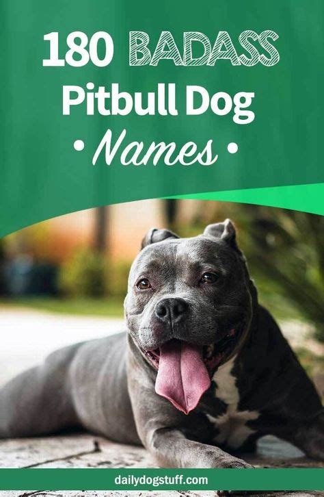 Top 180 Pitbull Dog Names From Male To Female And Badass To Cute In 2020