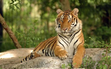 Tiger Full Hd Wallpaper And Background Image 2560x1600 Id390413
