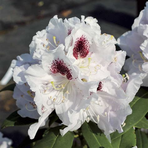 White Rhododendrons — Sunnyside Nursery