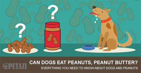 Can Dogs Eat Peanuts Is Peanut Butter Good Or Bad For Dogs Petazi