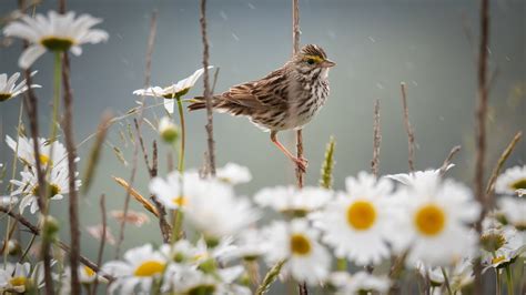 Animal Nightingale 4k Ultra Hd Wallpaper