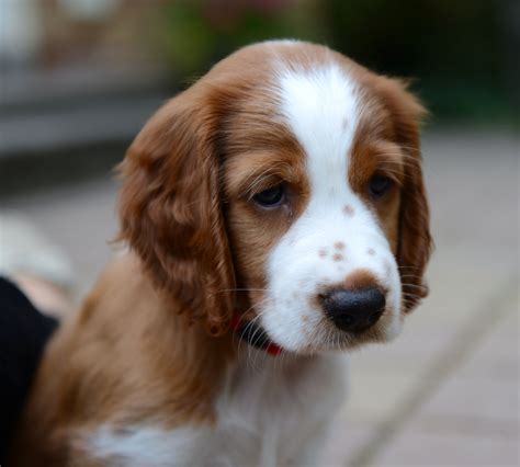 Welsh springer spaniel puppy | Dogs | Pinterest | Welsh ...