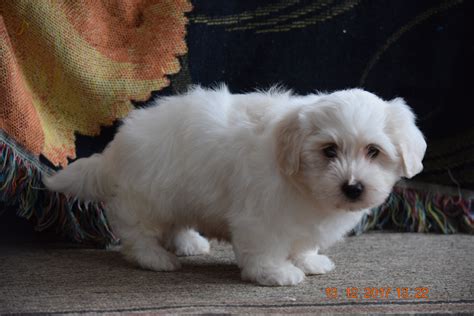 Coton De Tulear Puppy For Sale Male Corky Apple Creek Ohio Ac