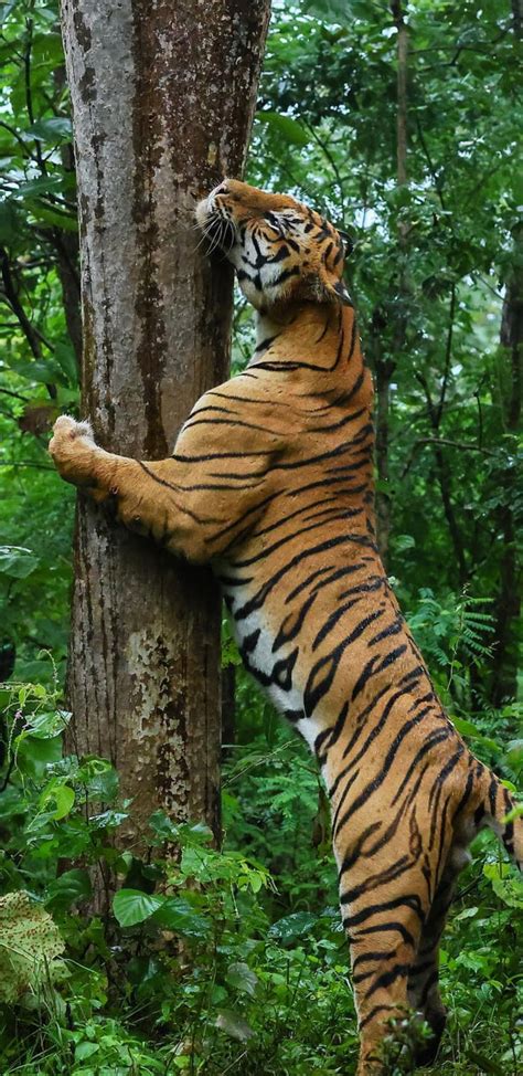 The Majestic Royal Bengal Tiger Gag